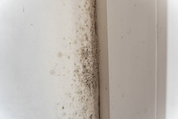 Best Water Damage & Mold Remediation  in , ND